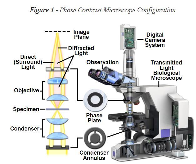 https://www.microscopyu.com/techniques/phase-contrast/introduction-to-phase-contrast-microscopy
